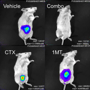 Mousestudywith1MT